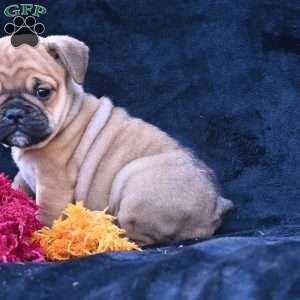 Princess, Miniature Bulldog Puppy